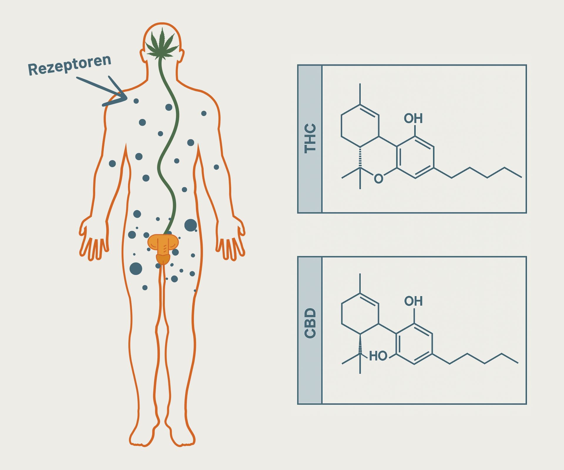 Cannabinoide interagieren mit dem Endocannabinoid-System – auch dort, wo Hormone (z.B. Testosteron) reguliert werden. THC Testosteron & Cannabis