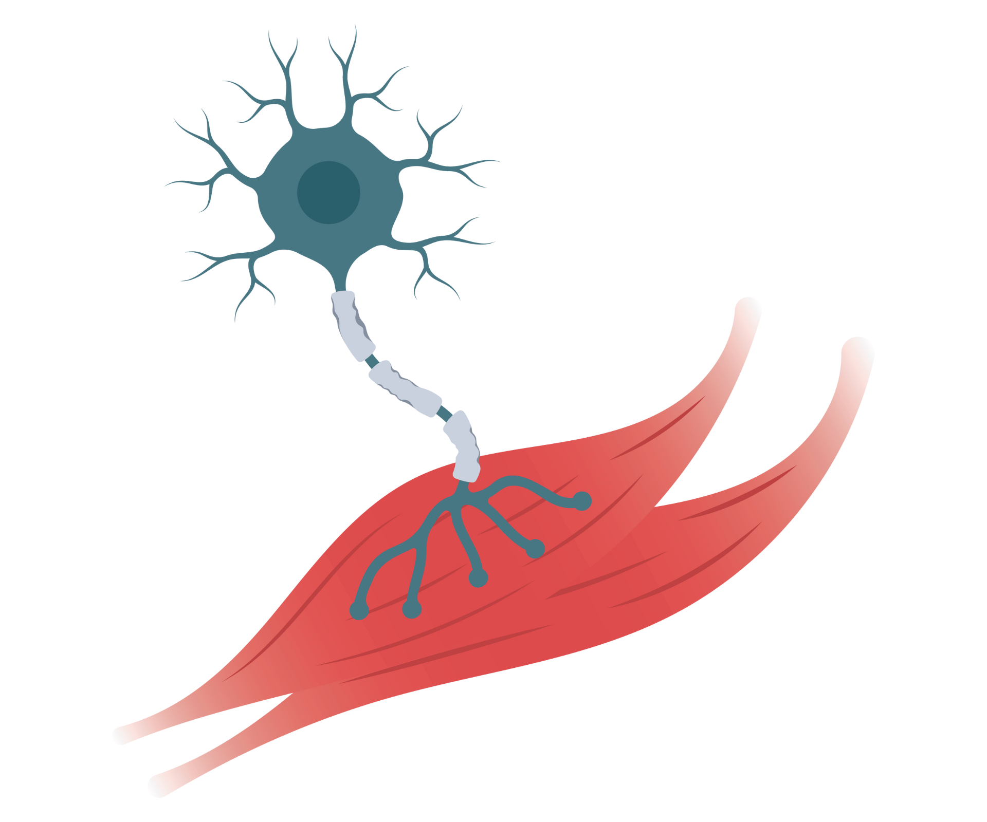 Parasympathikus Morgenlatte